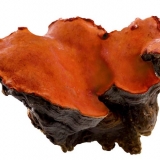 牛樟芝（菇）的安全無毒食用量，最新實驗發表《東森新聞》