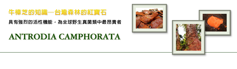 牛樟芝的知識─台灣森林的紅寶石